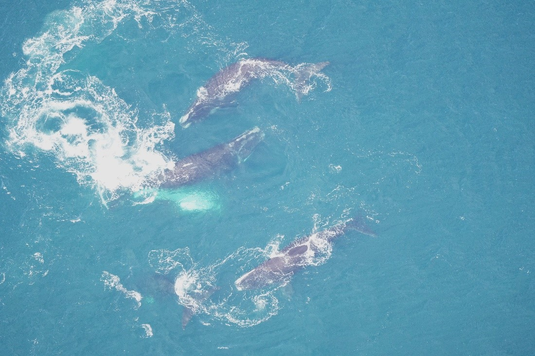 Right whales in a surface active group (SAG)
