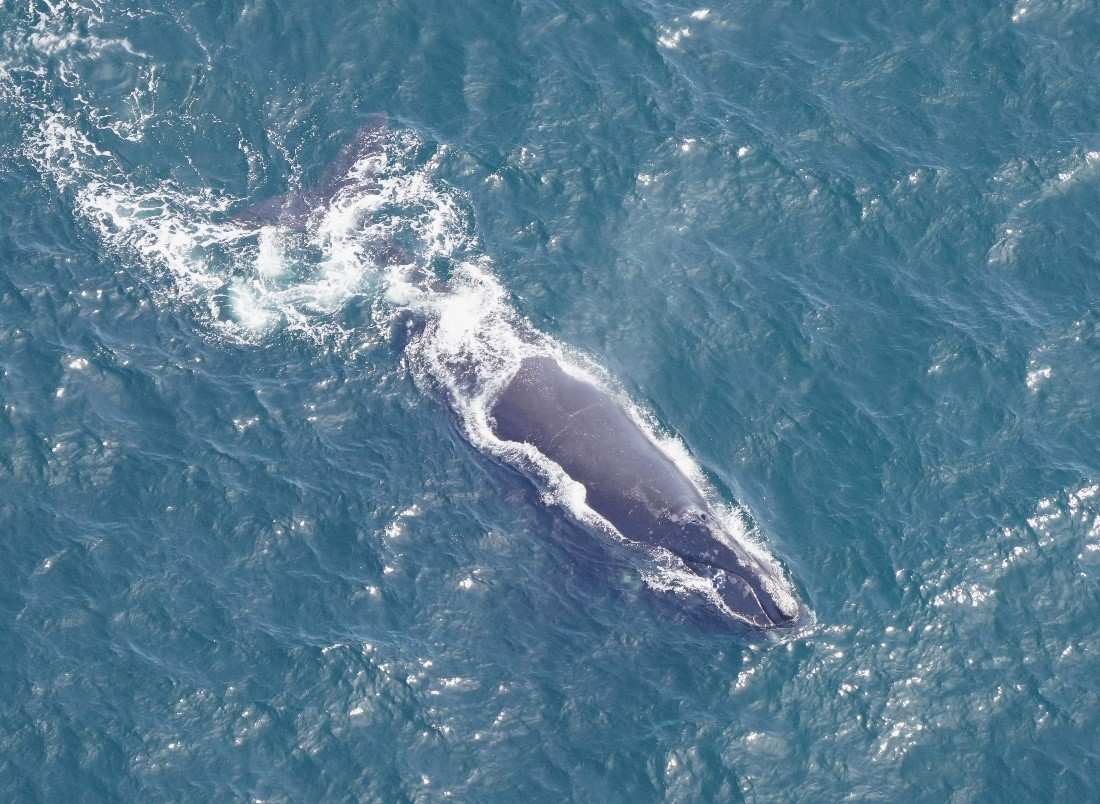 Photo of Wolf, a right whale