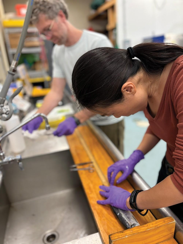 GMGI eDNA Service Platform Manager, Yuan Liu, Ph.D. and Research Associate, Dylan Comb record fish length and take tissue samples as part of a population genomics study to identify genetically isolated spawning populations.