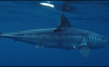 Shortfin mako shark tagged with an acoustic transmitter
