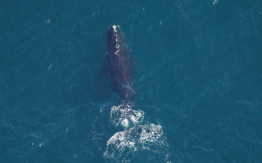 North Atlantic right whale