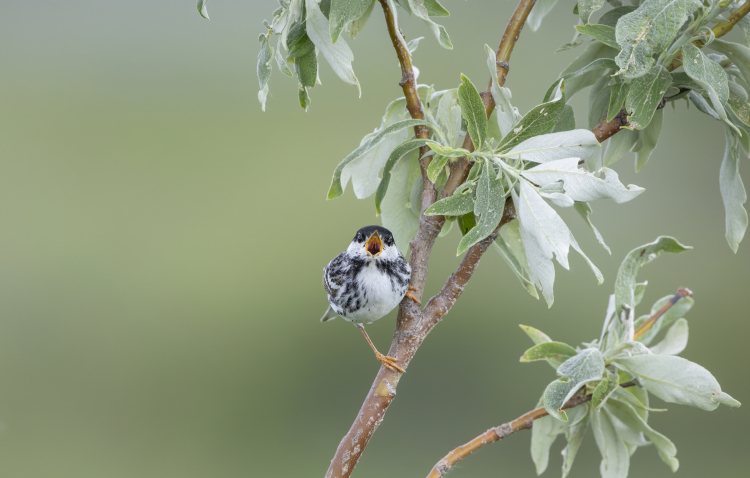 Small bird sitting on tree branch.