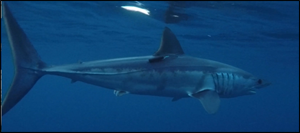 A shortfin mako shark tagged with an acoustic transmitter.
