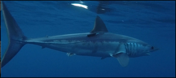 Shortfin mako shark tagged with an acoustic transmitter