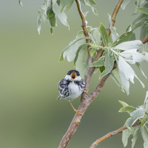 Small bird sitting on tree branch.