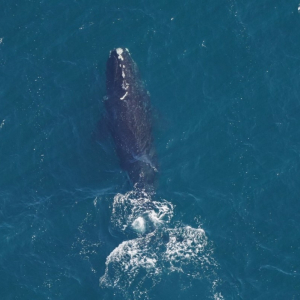 North Atlantic right whale