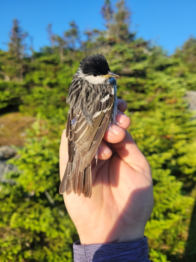 A small black and white bird perched on a person's hand.
