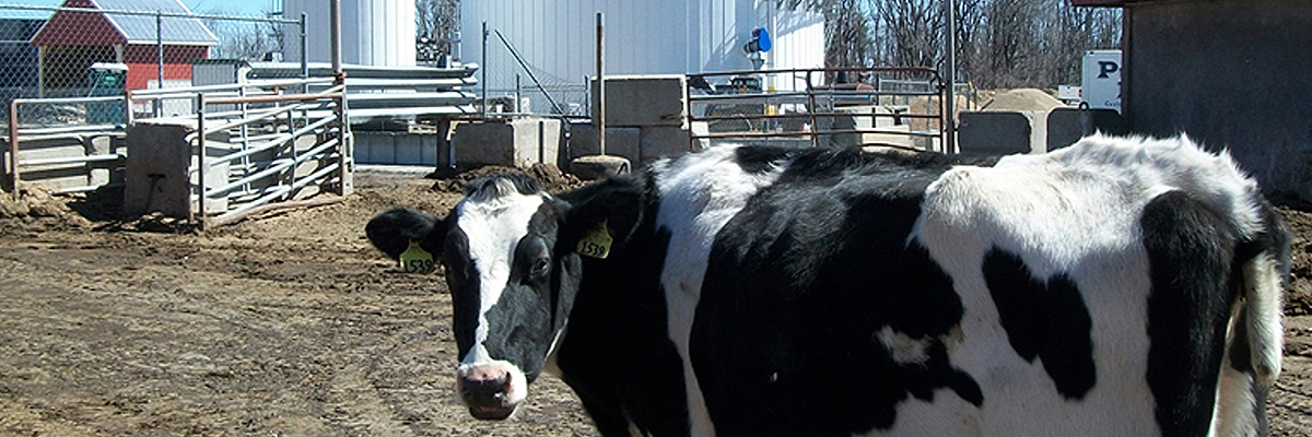 Cow at Jordan Dairy Farm
