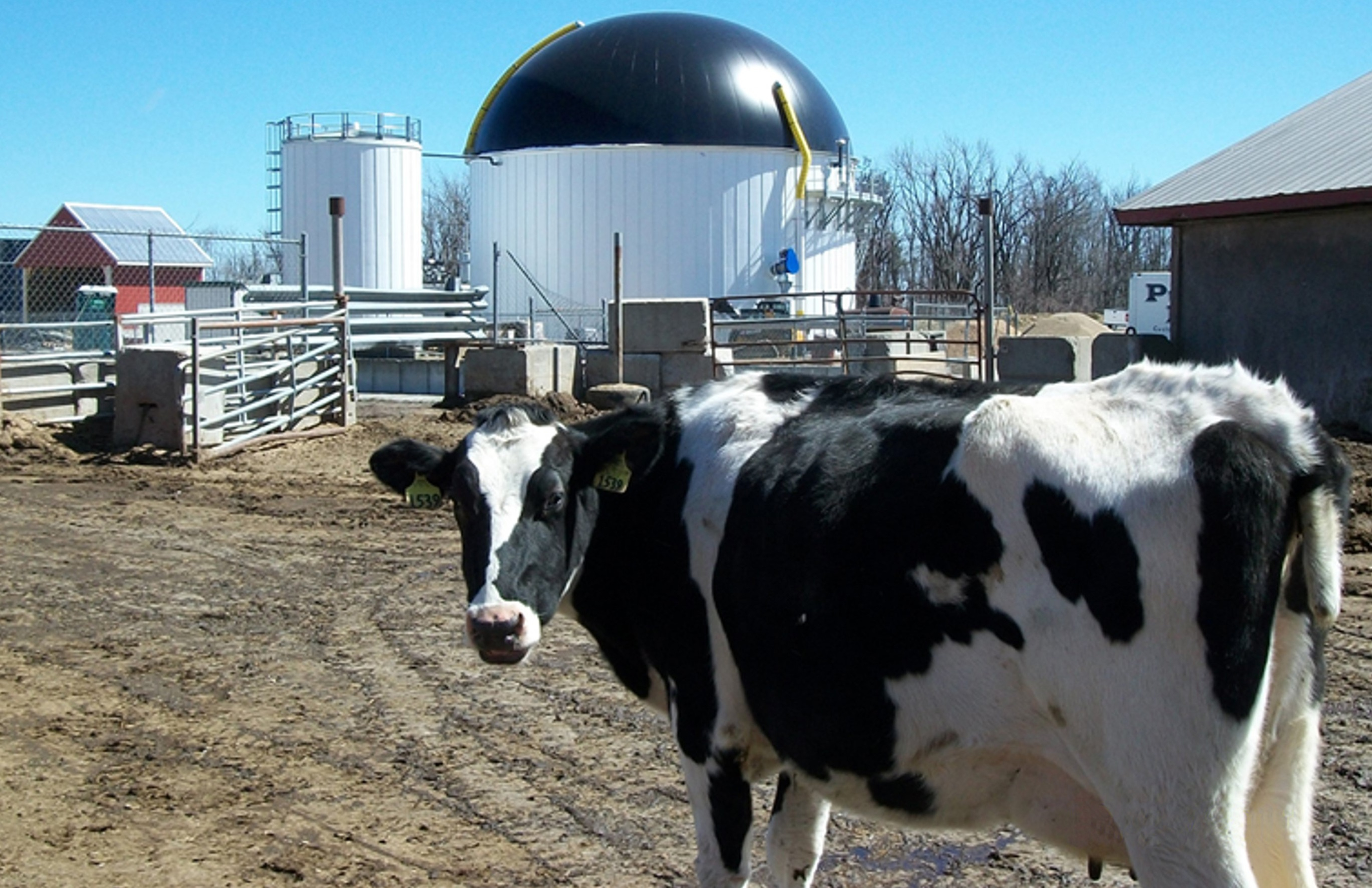 Cow and digester at Jordan Dairy Farm Cow and digester at Jordan Dairy Farm