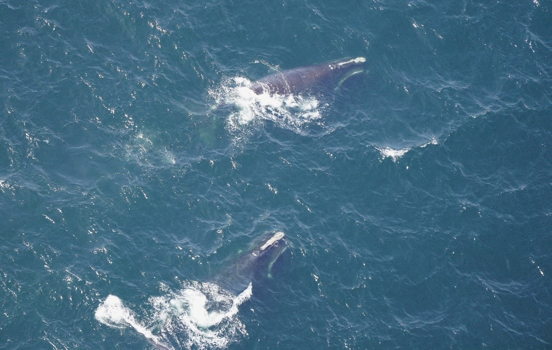 Right whales coordinated feeding south of Martha’s Vineyard. 