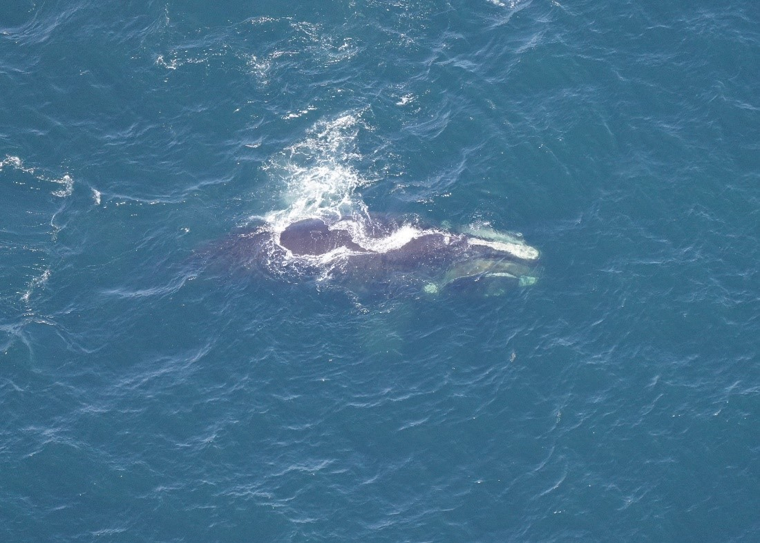 Photo of Herb, a right whale