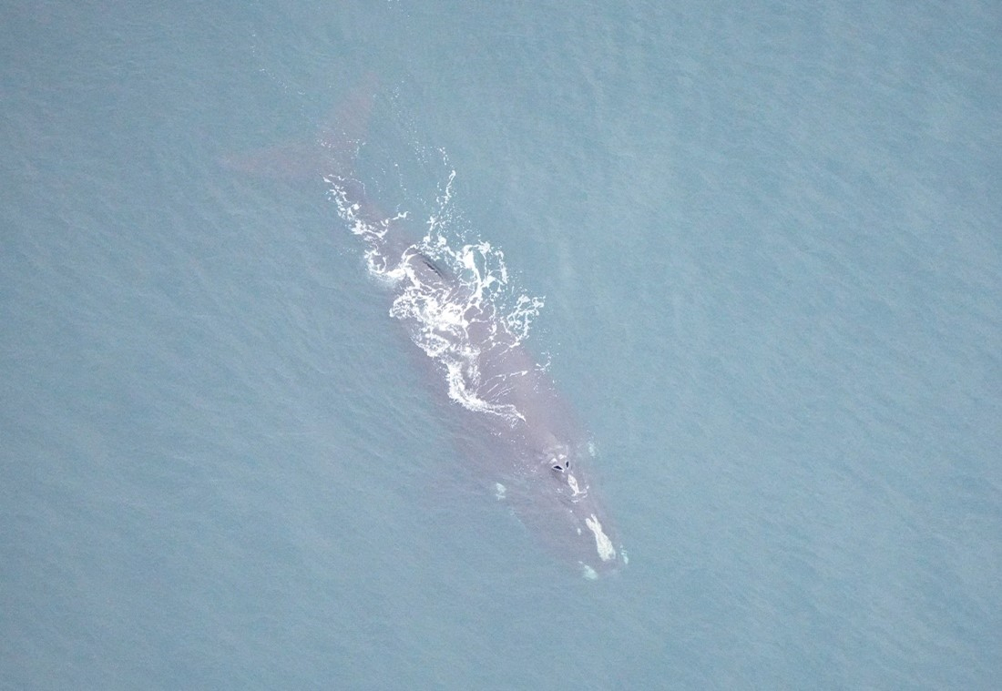 Photo of Legato, a right whale