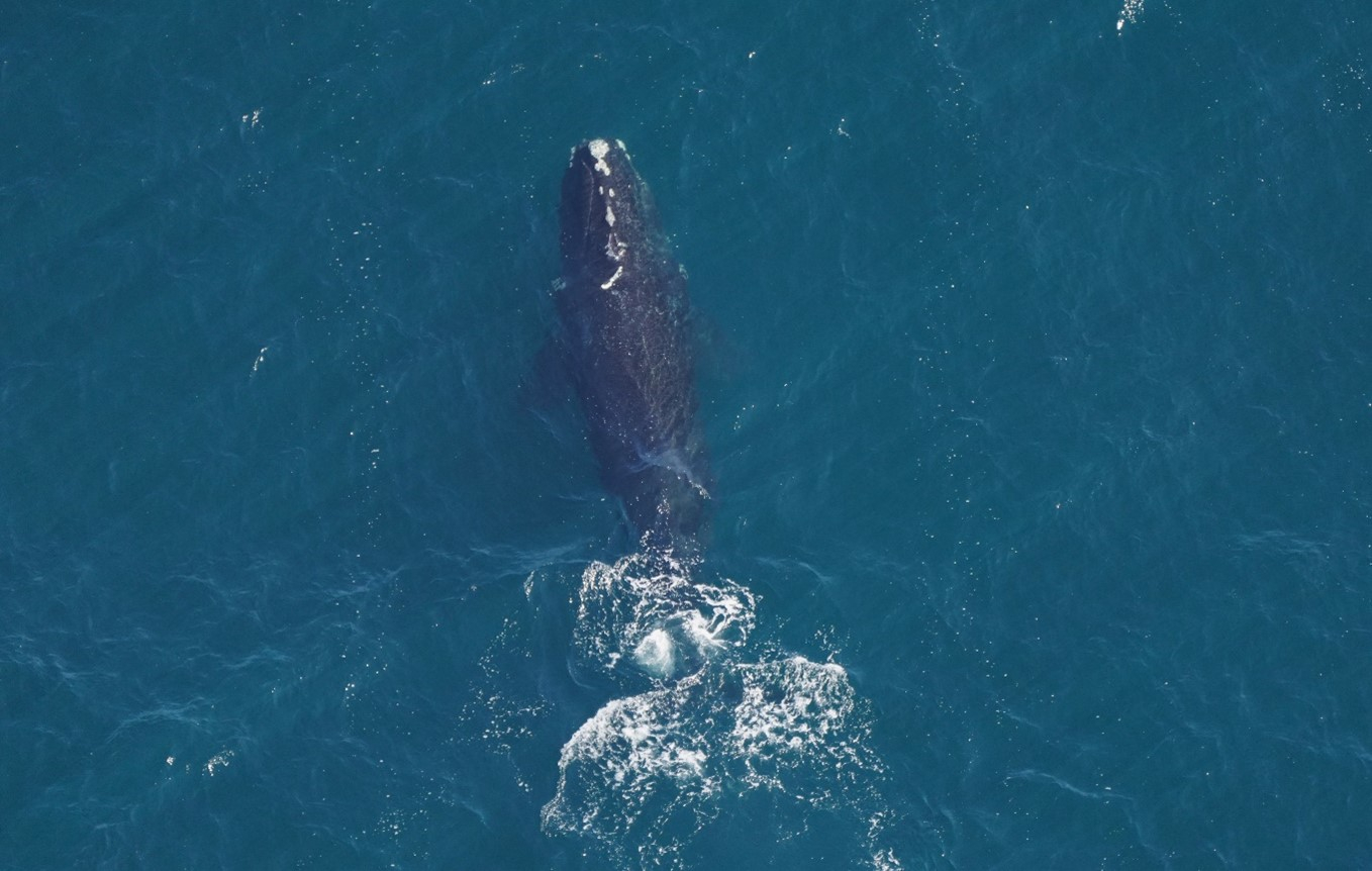 Photo of Musketeer, a right whale