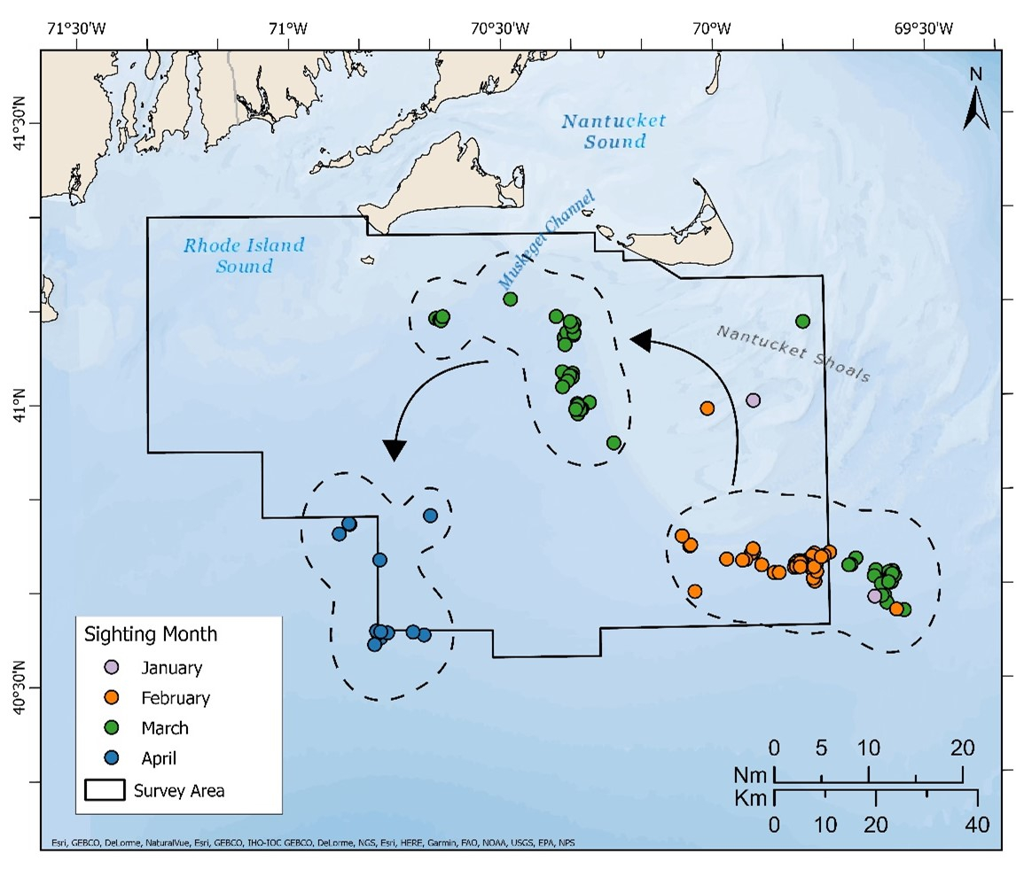 Map of right whale sightings 